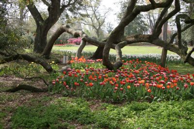 Spring bulbs